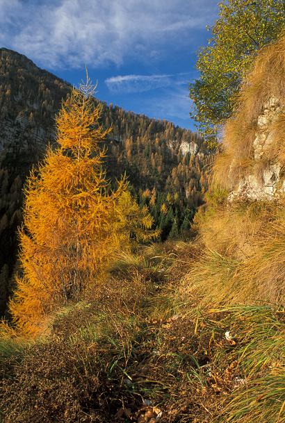 Alberi In Autunno  