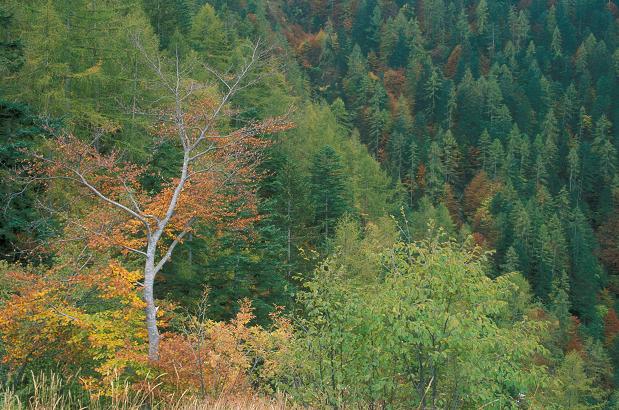 Alberi In Autunno  