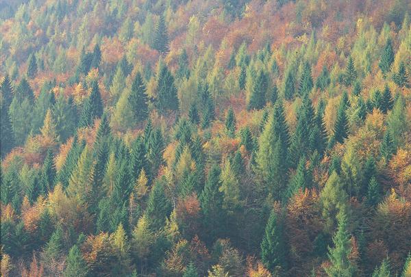 Alberi In Autunno  