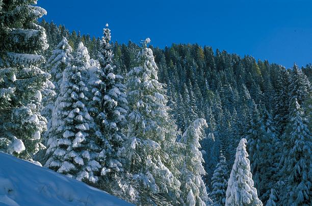 Alberi In Inverno  