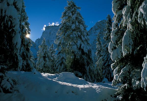 Alberi In Inverno  